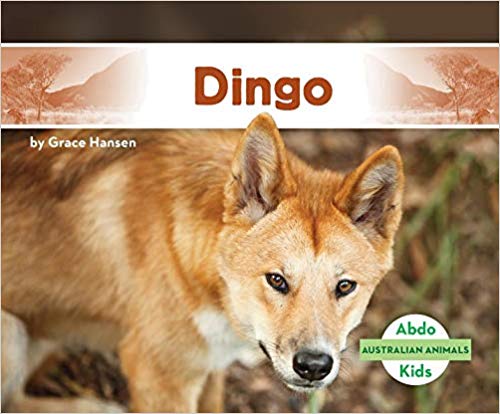 Dingo