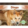 Dingo